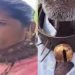 കഴുത്തിൽ ആണികൾ തറച്ച ബെൽറ്റ് ധരിച്ച് ജനങ്ങൾ; വിചിത്ര കവചം പുലിയെ ഭയന്ന്, പുലിപ്പേടിയിൽ പുനെയിലെ ഒരു ഗ്രാമം