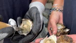 കക്ക (Oyster) മോഷണത്തിനെതിരെ കർശന മുന്നറിയിപ്പുമായി ന്യൂ സൗത്ത് വെയ്ൽസ് (NSW) പോലീസ്
