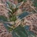 പ്രതീക്ഷകൾ വാടി: വാലന്റൈൻസ് ദിനത്തിൽ വിക്ടോറിയയിലെ പുഷ്പകർഷകർ പ്രതിസന്ധിയിൽ