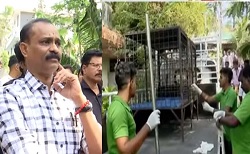 പൊലീസുകാരിയുടെ വീട്ടിലെ നായക്കൂട്ടം; നടപടിയുമായി മേയർ വി. വി രാജേഷ്; കോർപ്പറേഷൻ ഉദ്യോഗസ്ഥർ എത്തി ഷെൽട്ടറിലേക്ക് മാറ്റി