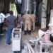 ലൂഡോ കളിക്കുന്നതിനിടെ വിഴുങ്ങിയ പ്ലാസ്റ്റിക് കരു ശ്വാസകോശത്തിൽ കുടുങ്ങി എട്ടുവയസുകാരിക്ക് ദാരുണാന്ത്യം