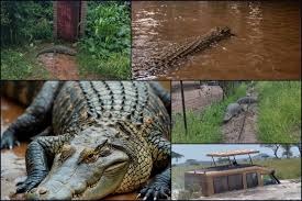 28 വർഷത്തിനിടയിലെ ശക്തമായ പ്രളയം, ആളൊഴിഞ്ഞ വീടുകൾ താവളമാക്കി മുതലകൾ, മുന്നറിയിപ്പുമായി പൊലീസ്