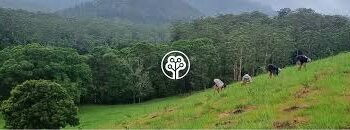 ഡെയ്‌ൻട്രി മഴക്കാടുകൾക്ക് പുനർജന്മം; കരിമ്പ് പാടങ്ങൾ ഇനി വനമാകും